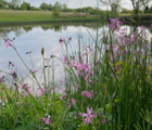BS6M: Wetland & Pond Edge Wildflower Seeds