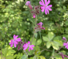 Campion, Red (Silene dioica) Plant