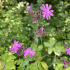 Campion, Red (Silene dioica) Plant