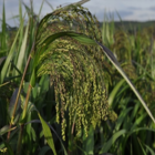 Red Millet Seed