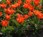 Red Riding Hood Tulip Bulbs