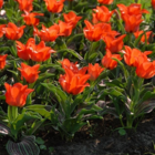 Red Riding Hood Tulip Bulbs