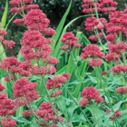 Valerian, Red (Centranthus ruber) Plant