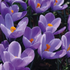 Remembrance Crocus Bulbs