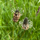 Plantain, Ribwort (Plantago lanceolata) Plant