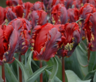 Rococo Tulip Bulbs