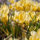 Romance Specie Crocus Bulbs