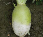 Rondo, Stubble Turnip