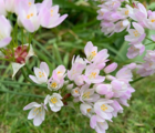 Roseum Allium Bulbs