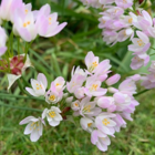 Roseum Allium Bulbs