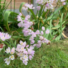 Roseum Allium Bulbs
