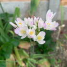 Roseum Allium Bulbs