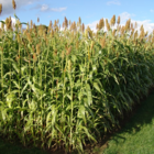 Giant Sorghum Seed