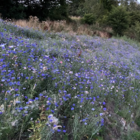 ColourMax 8 - Cornflower Splash