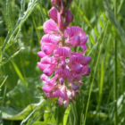 Sainfoin (Onobrychis vicifolia) Plant