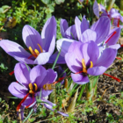 Sativus Saffron Specie Crocus Bulbs