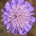 Scabious, Field (Knautia arvensis) Plant