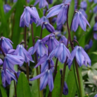 Scilla Siberica Bulbs