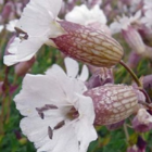 Campion, Sea (Silene maritima) Plant