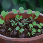 Shade Mix Wildflower Seed Balls