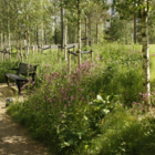 Shade Tolerant Wildflower Turf