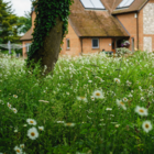 Shade Tolerant Wildflower Turf