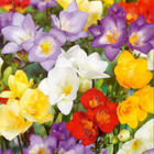 Single Mixed Freesia Bulbs