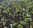 BS Snowdrop (Common) Bulbs (Galanthus nivalis)