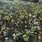 BS Winter Aconites Bulbs 'In The Green' (Eranthis hyemalis)