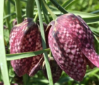 BS Snake's Head Fritillary Bulbs (Fritillaria meleagris)