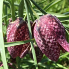 BS Snake's Head Fritillary Bulbs (Fritillaria meleagris)