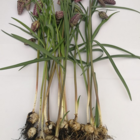 BS Snake's Head Fritillary Bulbs (Fritillaria meleagris)