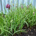 BS Snake's Head Fritillary Bulbs (Fritillaria meleagris)