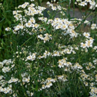 Sneezewort (Achillea ptarmica) Plant