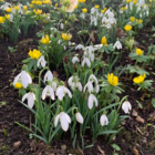 BS Snowdrop (Common) Bulbs (Galanthus nivalis)