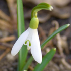 BS Snowdrop (Giant) Bulbs (Galanthus elwesii)