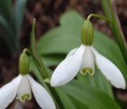 BS Snowdrop (Woronow, Green) Bulbs (Galanthus woronowii)