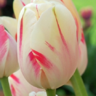 Sorbet Tulip Bulbs