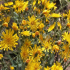 Hawkweed, Spotted (Hieracium maculatum) Plant