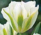 Spring Green Tulip Bulbs