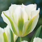 Spring Green Tulip Bulbs