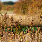 CSS10/FCB Wild Bird Food Mixture - Finch & Corn Bunting (1 year) AB9