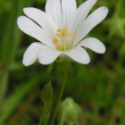 Stitchwort, Greater (Stellaria holostea) Plant