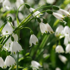 BS Summer Snowflake Bulbs (Leucojum aestivum)