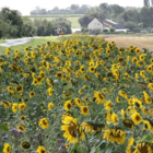 Sunflower Seed (Helianthus annuus)