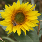 Sunflower Seed (Helianthus annuus)