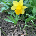 Tamara Narcissi Bulbs