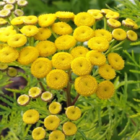 Tansy (Tanacetum vulgare) Plant