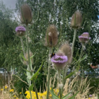 Teasel (Dipsacus fullonum) Seeds