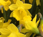 BS Tenby Daffodil Bulbs (Narcissus obvallaris)